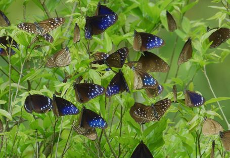 消失的紫斑蝶 LOST BUTTERFLY