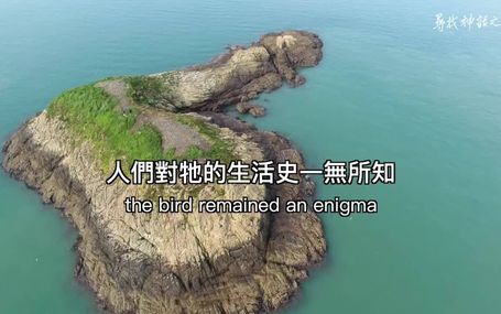 尋找神話之鳥 Enigma:The Chinese Crested Tern
