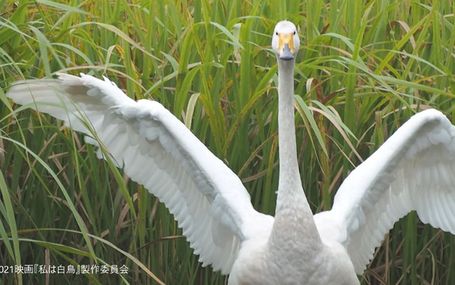 私は白鳥 私は白鳥