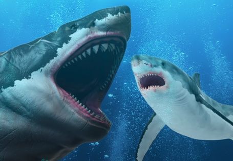 샤크 베이트 6-Headed Shark Attack
