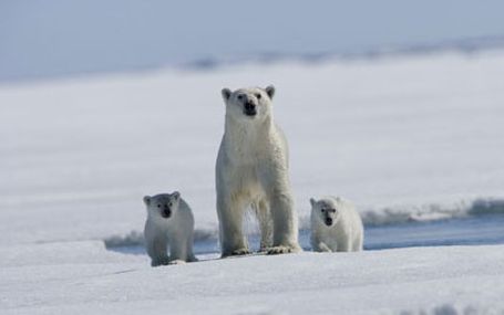 極地熊寶貝拿努的歷險 極地熊寶貝：拿努的歷險 ARCTIC TALE