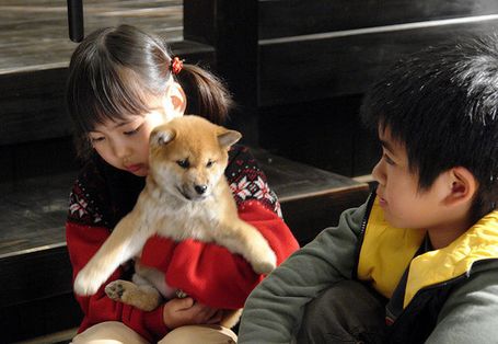 愛犬的奇蹟 マリと子犬の物語