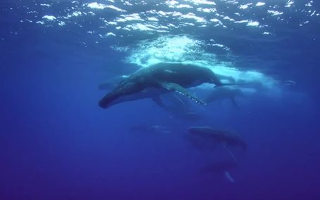 52赫茲的鯨魚們  52-Hertz Whales
