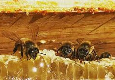 蜜蜂工場 More Than Honey