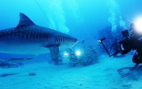 鯊魚海洋 Sharkwater