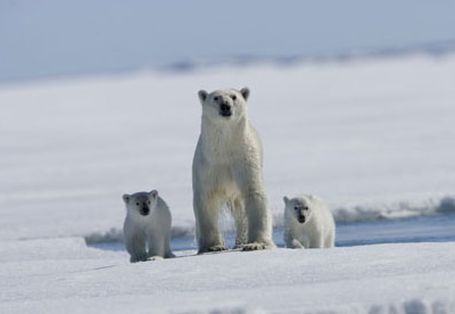 極地熊寶貝拿努的歷險 極地熊寶貝：拿努的歷險 ARCTIC TALE