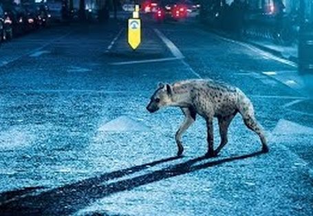 鬣狗警察 Hyena