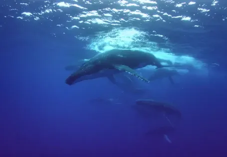 52赫茲的鯨魚們  52-Hertz Whales