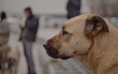 ストレイ　犬が見た世界 ストレイ　犬が見た世界